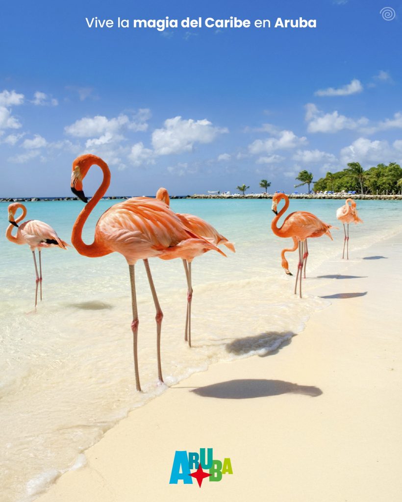 ARUBA FLAMINGOS